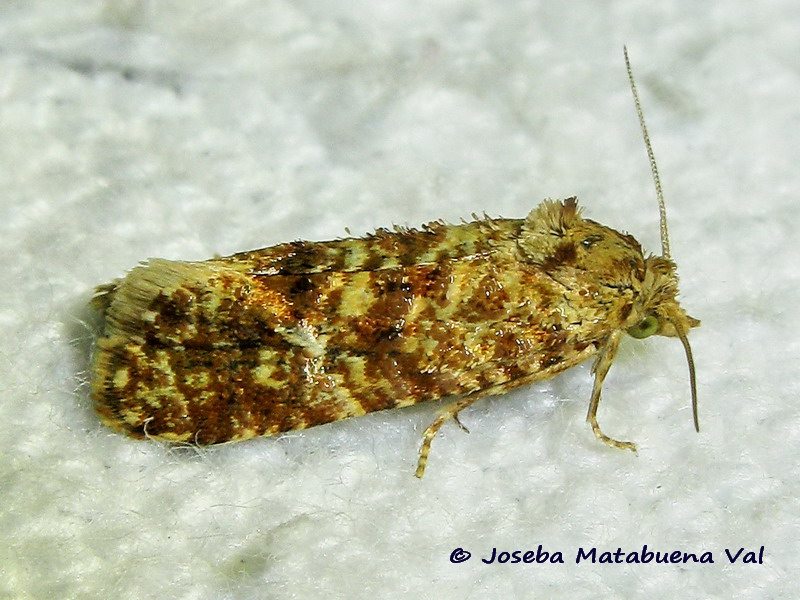 Micro da id. 2, Aethes margarotana - Tortricidae